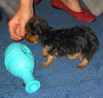 Toy Yorkie Dog