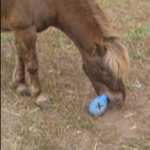 Horses can play with Leo too!